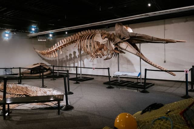 Quinte Museum of Natural History - Image 1