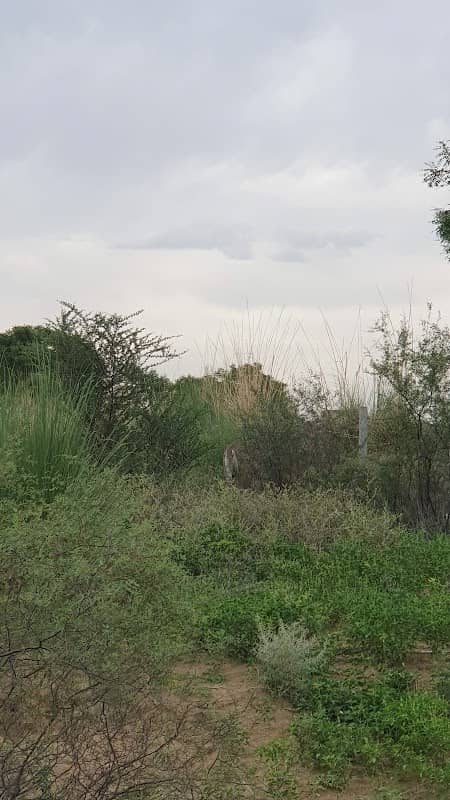 Muhana Grassland - Image 1