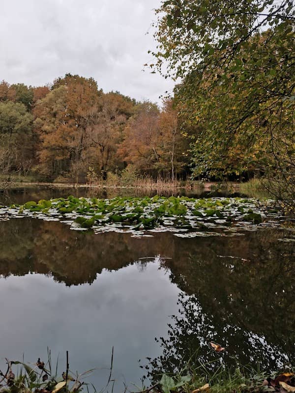 Lower Forest - Image 2