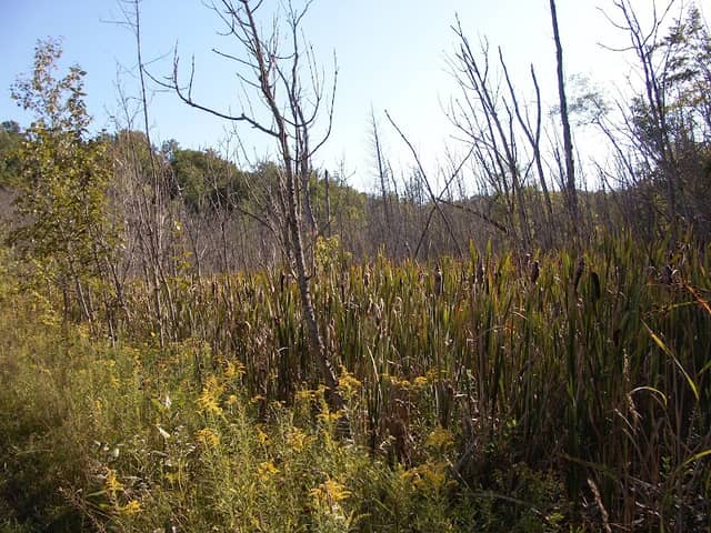 Hatlem Creek Preserve: The Leelanau Conservancy - Image 2