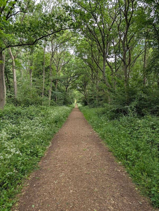 Chicksands woods in Bedfordshire - Image 2