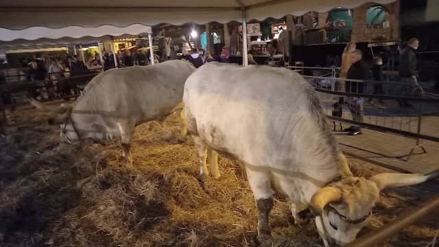 Fiera di San Martino - Image 2