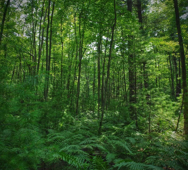 Ketchum Creek Pines State Natural Area - Image 1