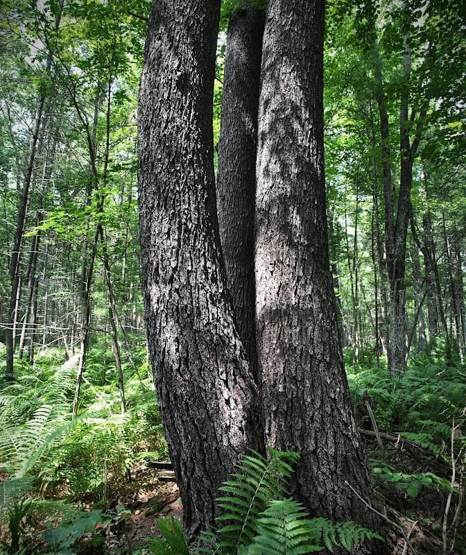 Ketchum Creek Pines State Natural Area - Image 2