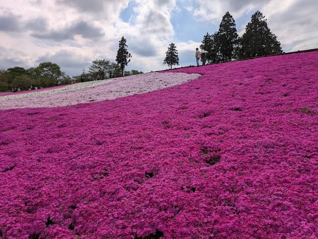 Hitsujiyama Park - Image 2