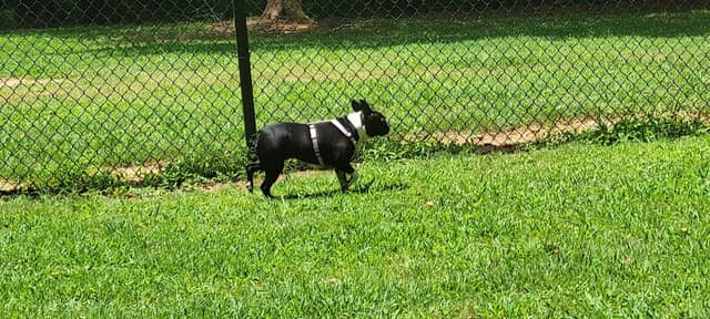 Tyger Run Dog Park - Image 1