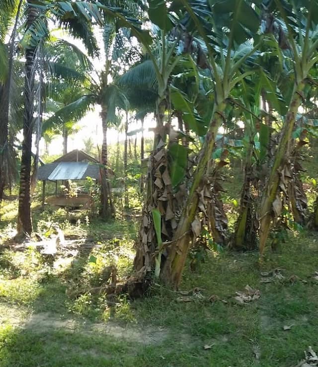 BATO NI CAPO - Image 1