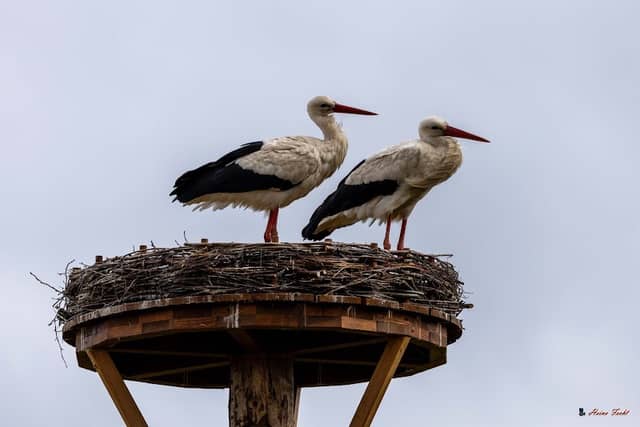 Pudelfehner Storchennest - Image 1