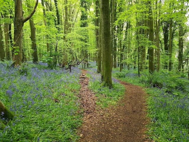 Narrow Water Forest - Image 1