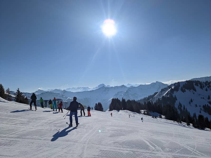 Laterns-Gapfohl - Image 2