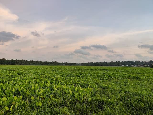 Kattepadam - Image 2