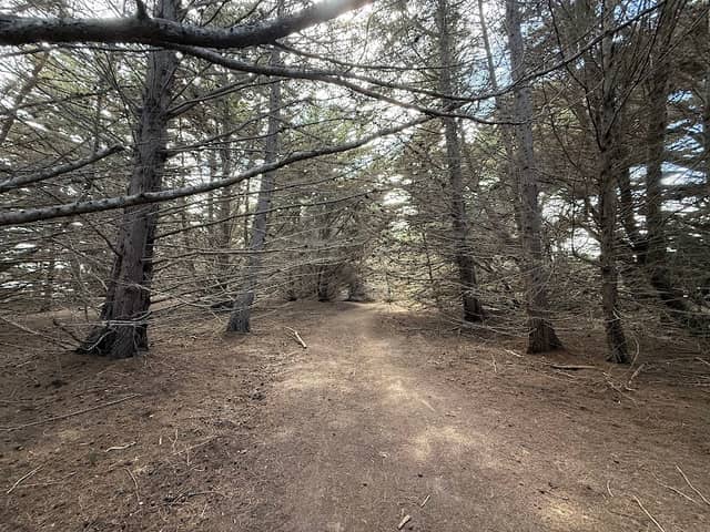 Wavecrest Cypress Tree Tunnel - Image 3