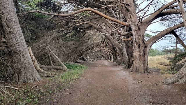 Wavecrest Cypress Tree Tunnel - Image 1