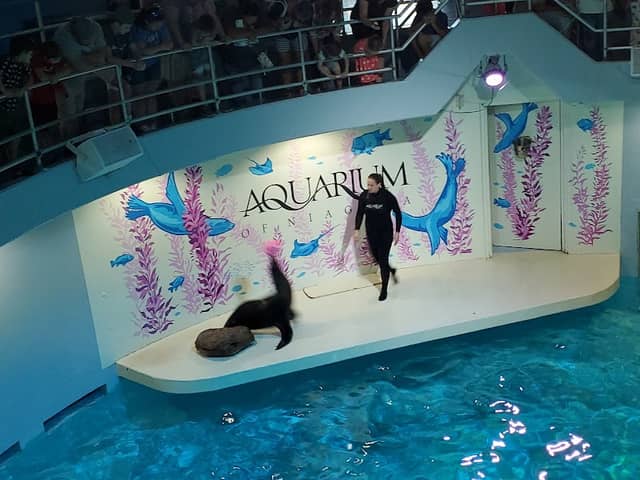 Aquarium of Niagara - Image 2