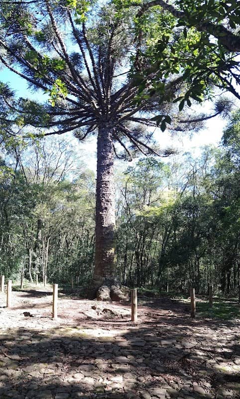 Pinheiro Simbolo - Image 1