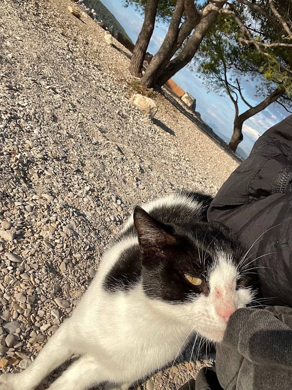 Miimi Cat - Image 1