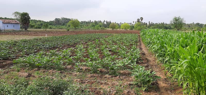 Kongu farms - Image 1