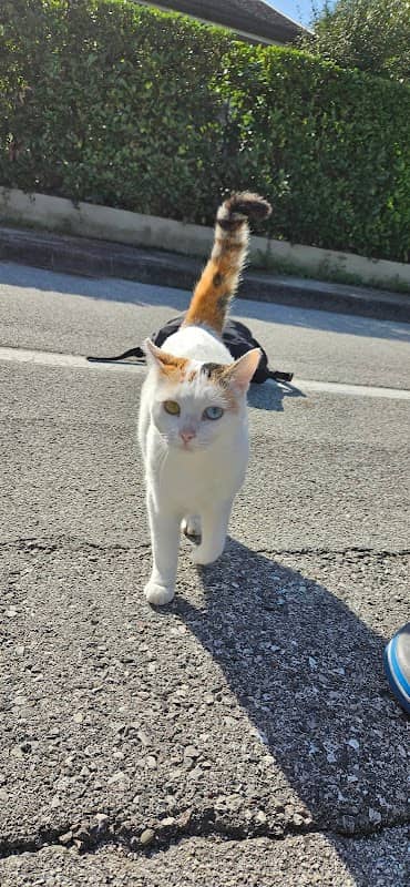 Cora the cutest cat - Image 2