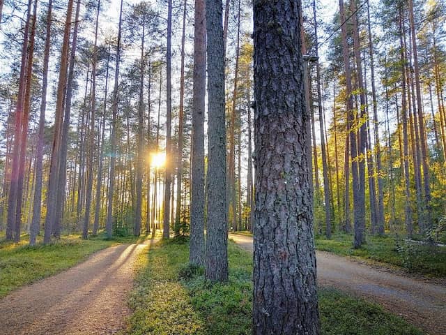 Heinäpuronpuisto - Image 1