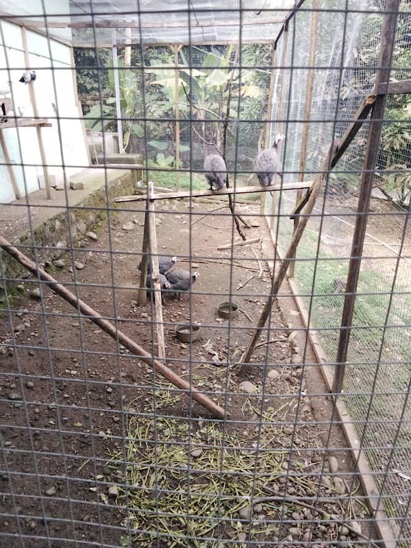 TAMAN MESIR II - Image 1