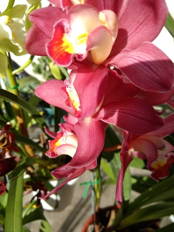 Esteban Ech ... Excelencia en plantas - Image 1