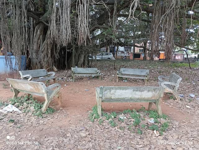 Big Banyan Tree - Image 1