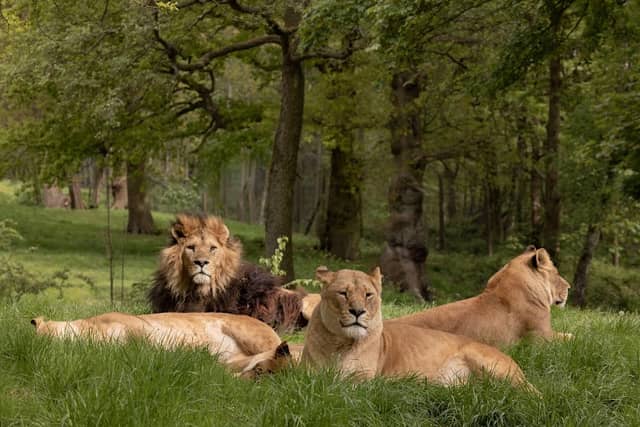 Knowsley Safari - Image 1