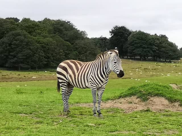 Knowsley Safari - Image 2