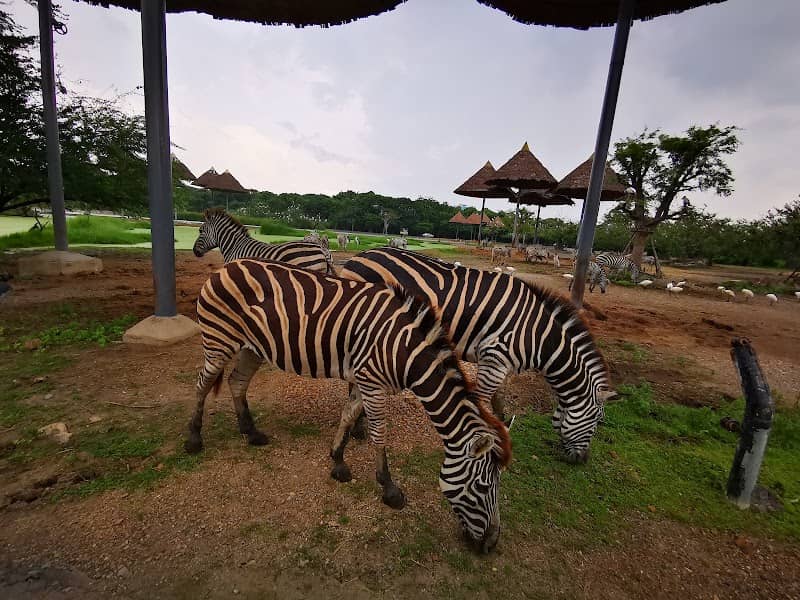 Zebras - Image 1