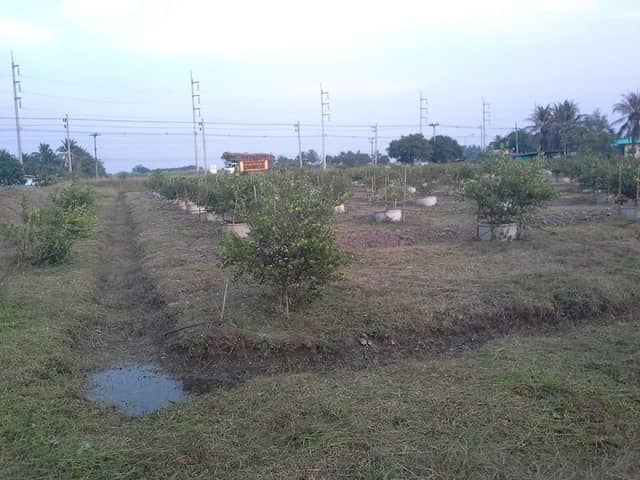 Nantiwat Garden - Image 1