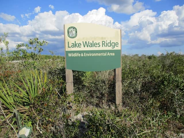 Lake Wales Ridge Wildlife and Environmental Area, Gould Road Tract - Image 2