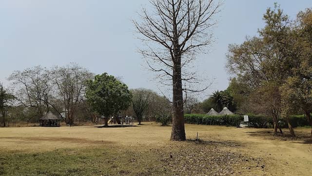 Baobab Tree - Image 1