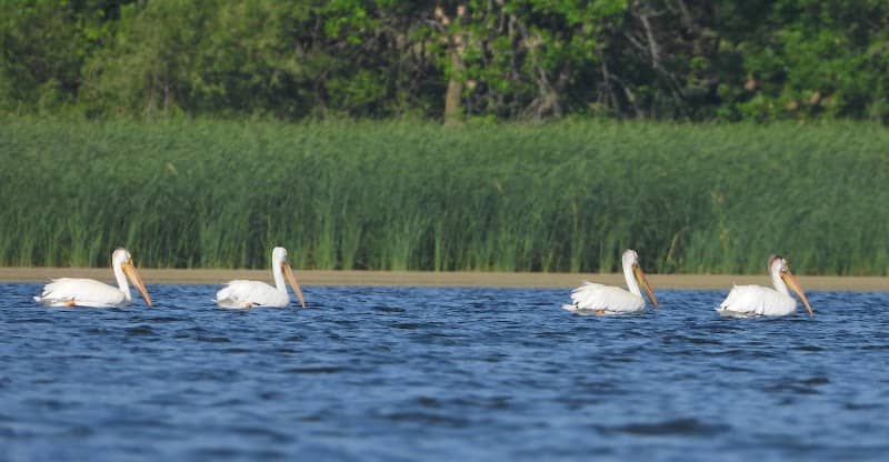 Little Swan Lake - Image 1