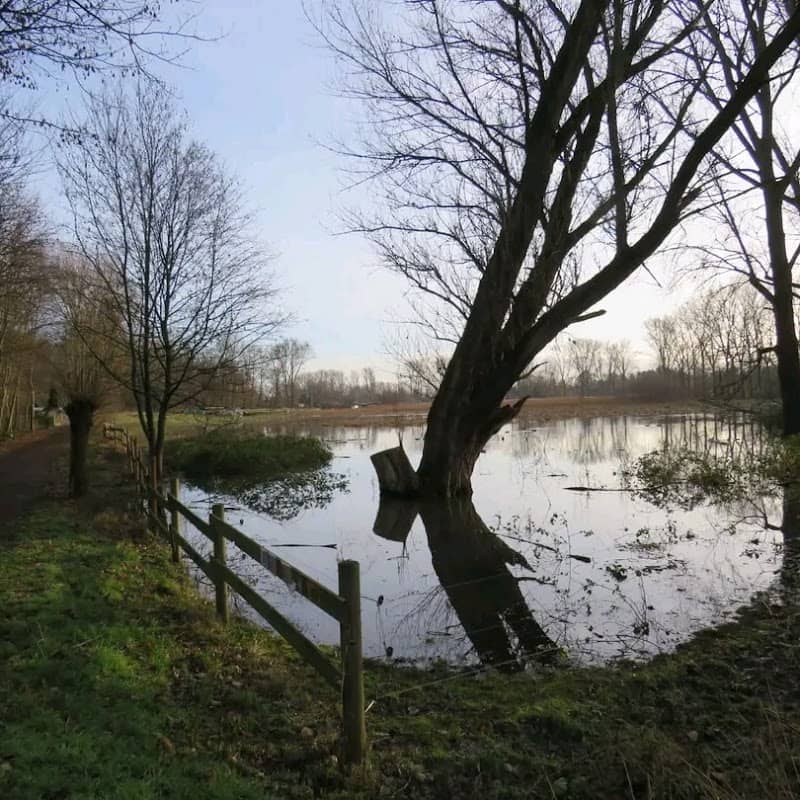 Naturweide mit Galloway-Rindern - Image 2