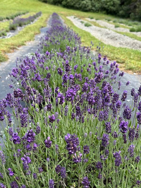 Moseymore Lavendar Farm - Image 2