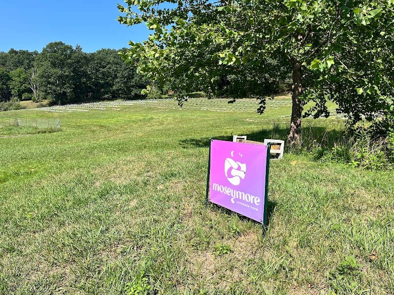Moseymore Lavendar Farm - Image 3