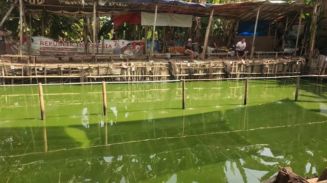 Pemancingan Harian Ikan Mas Kong tepol - Image 1