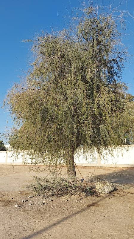 Three trees - Image 2