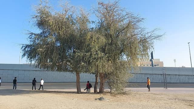 Three trees - Image 1