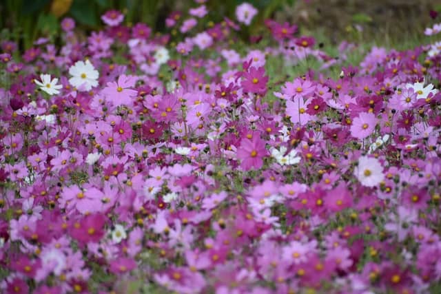 金武町伊芸のコスモス畑 - Image 3