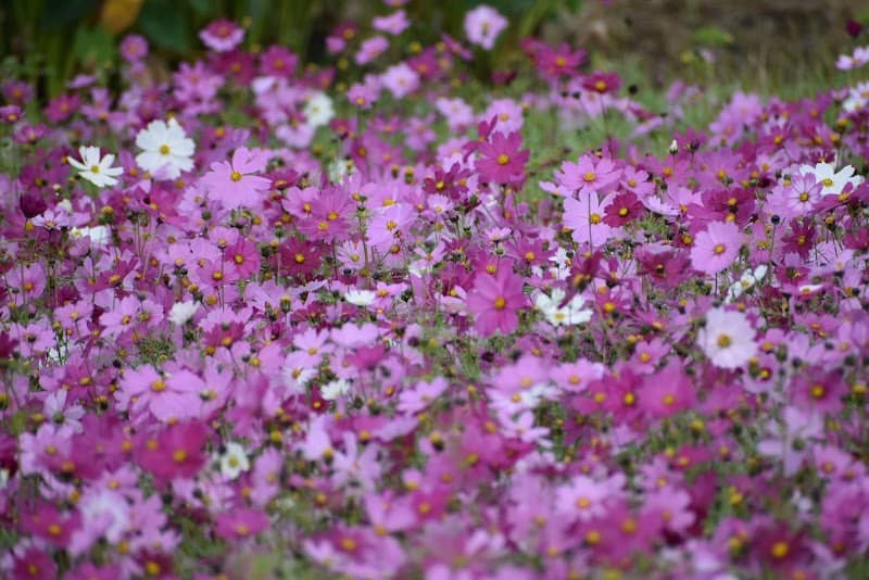 金武町伊芸のコスモス畑 - Image 3