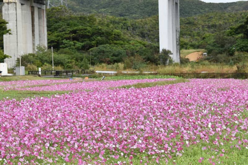 金武町伊芸のコスモス畑 - Image 1