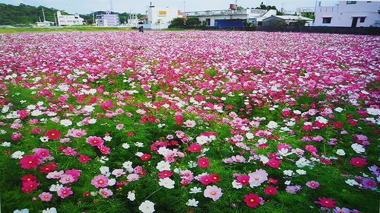 金武町伊芸のコスモス畑 - Image 2