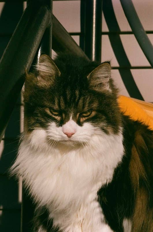 Sebastian The Cat - Image 2