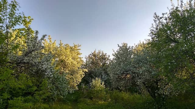 Plodushka, Monastyrskaya Zaimka - Image 1