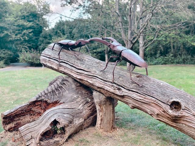 Stag Beetles - Image 1