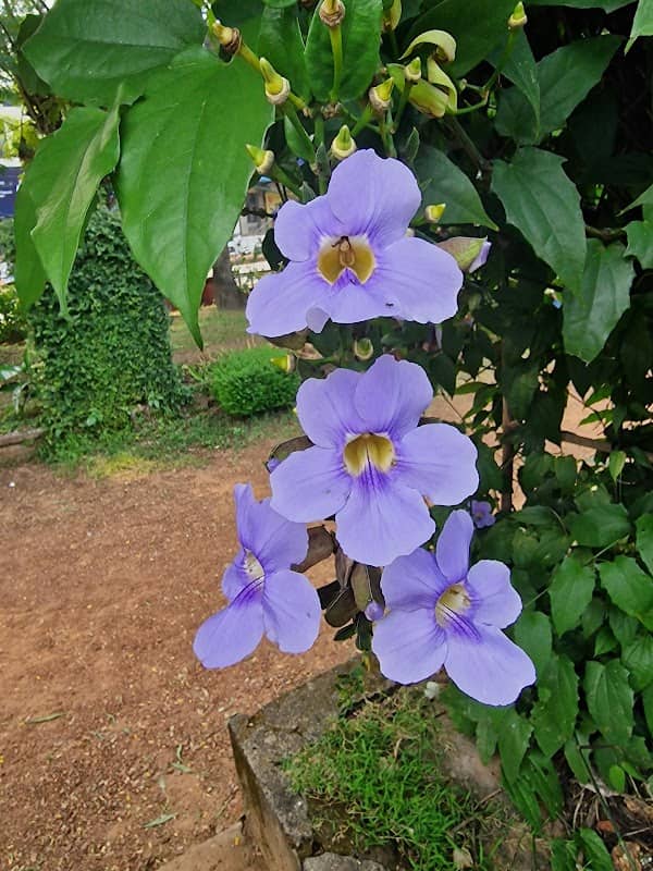 Margao Municipal Garden park - Image 1