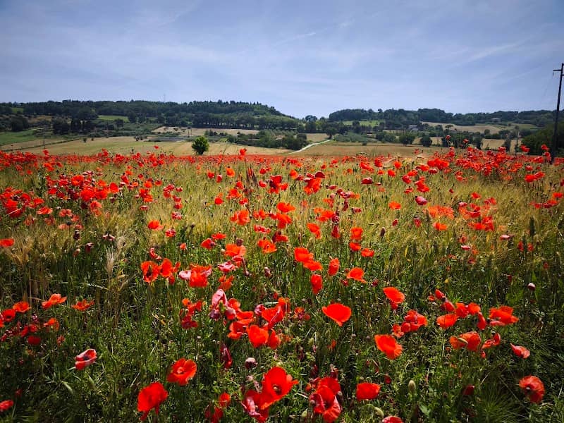 Campo di Papaveri - Image 1
