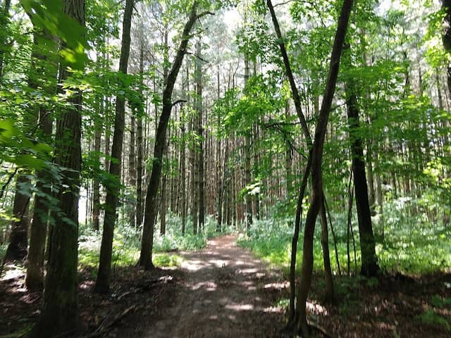 Hidden Springs State Forest - Image 1