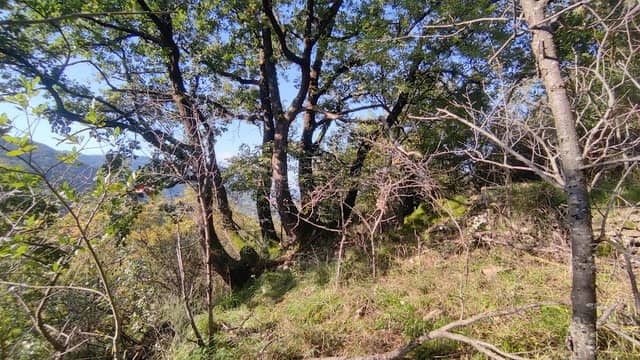 Quercia Secolare Il Dragone (Roverella) - Image 1